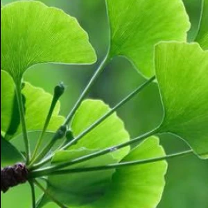 Lá bạch quả